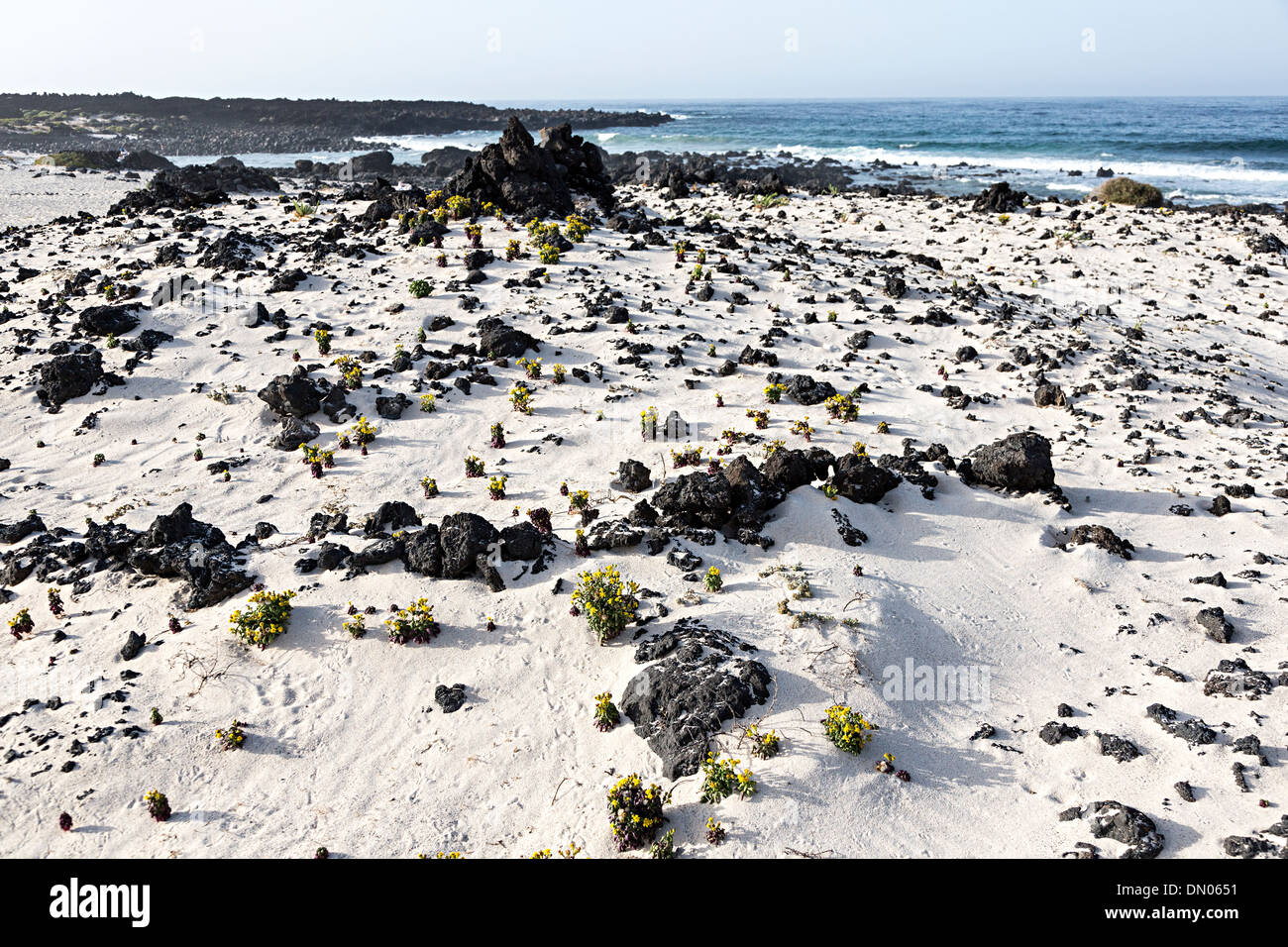 Sable blanc et de roches de lave noire à Caleton Blanco plage, Lanzarote, îles Canaries, Espagne Banque D'Images