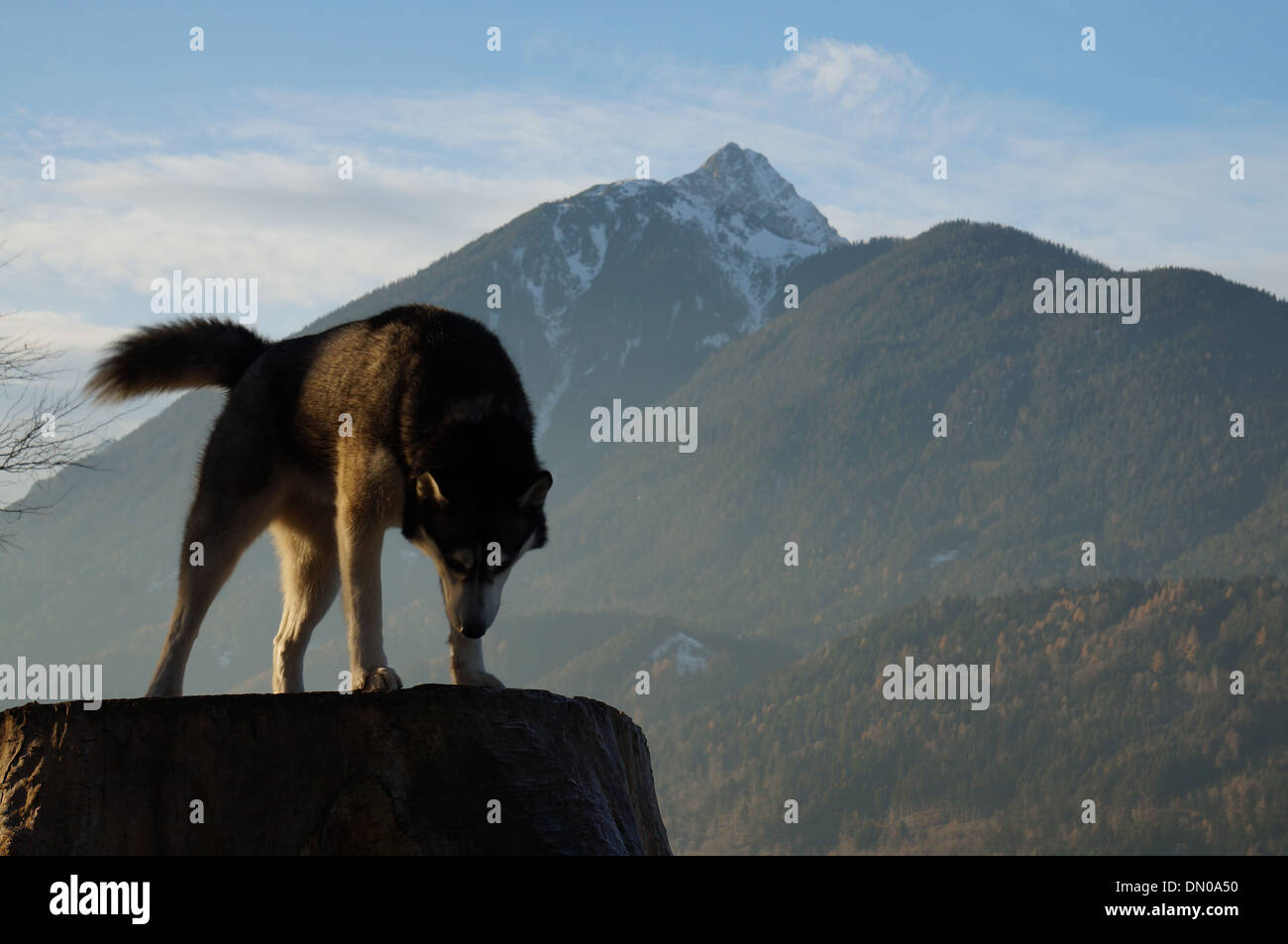 Husky Banque D'Images