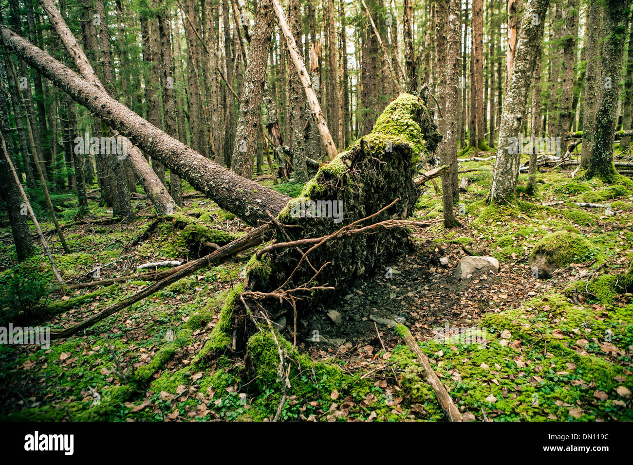 Épinette tombé dans une forêt de l'Alaska avec les racines exposées. Banque D'Images