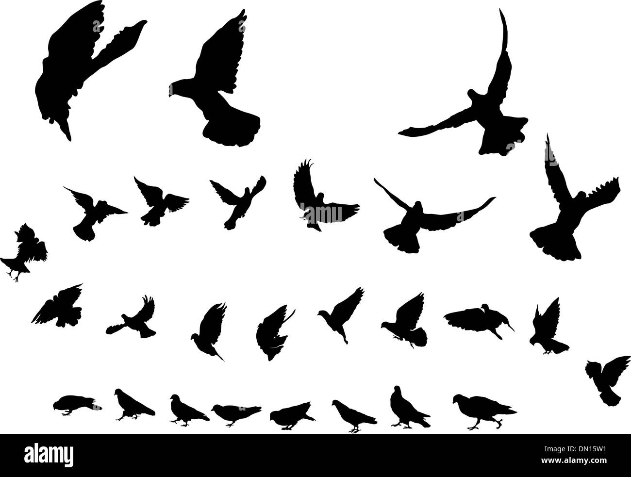 Pigeons Illustration de Vecteur