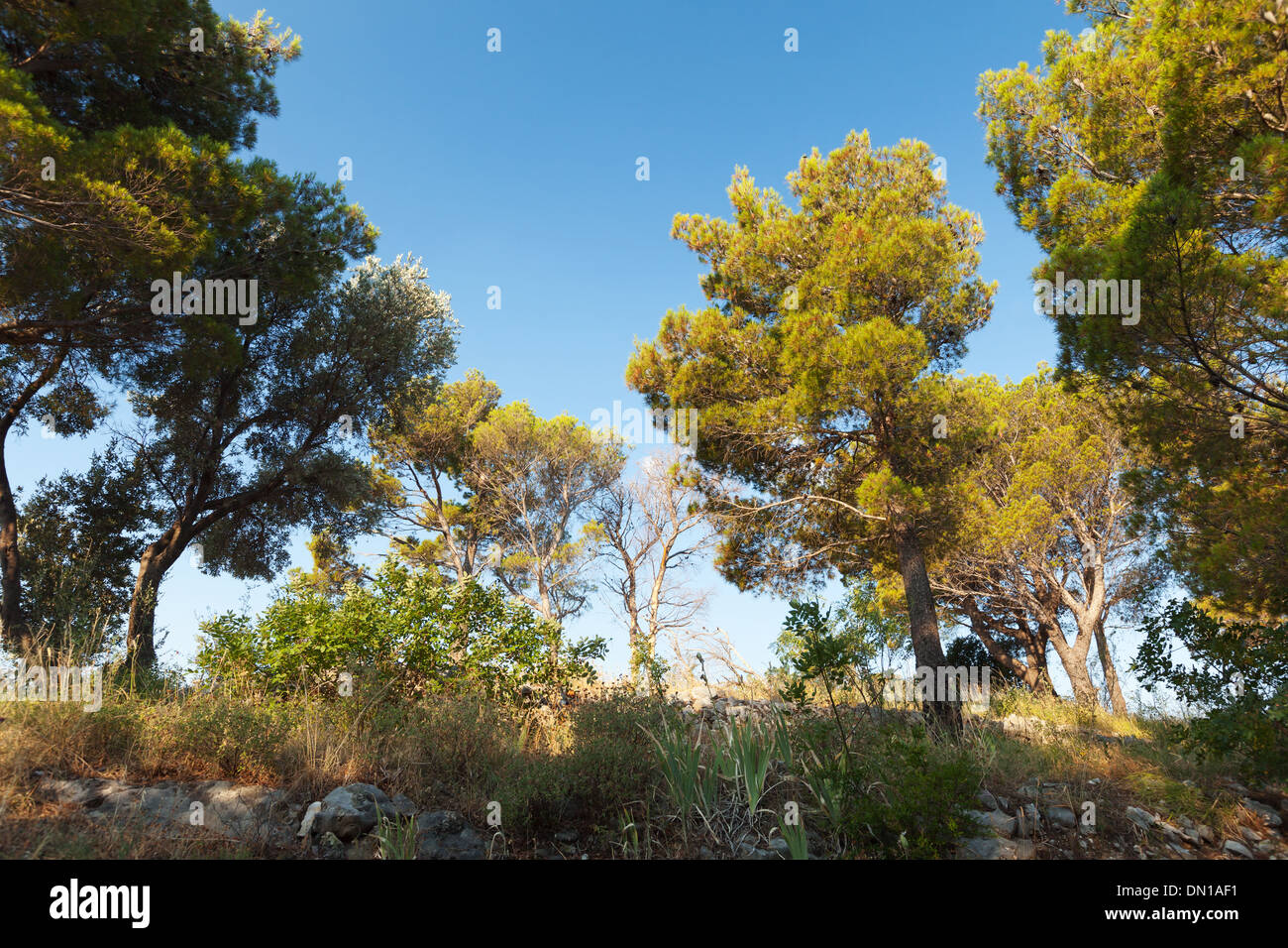 Pinède dans matin d'été. Contexte Photo Banque D'Images