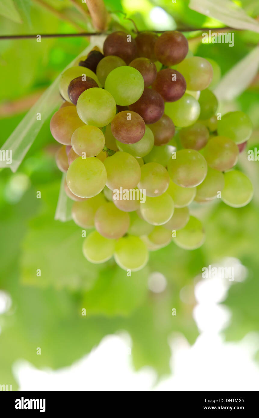 Raisin avec des feuilles vertes sur les fruits de la vigne. Banque D'Images