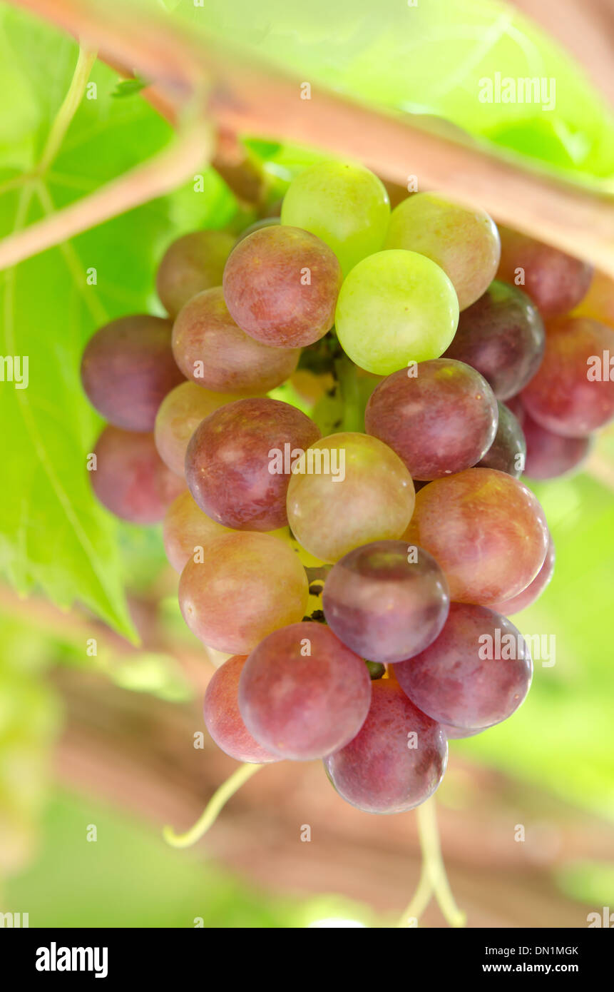 Raisin avec des feuilles vertes sur les fruits de la vigne. Banque D'Images