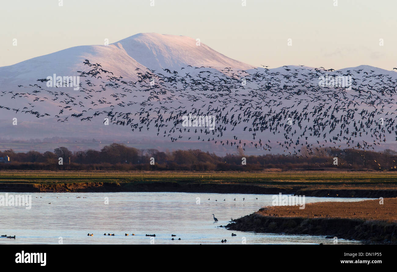 Grande bande de bernaches nonnette voler à travers l'estuaire de Solway avec snow couverts d Las Vegas en arrière-plan, Cumbria Banque D'Images