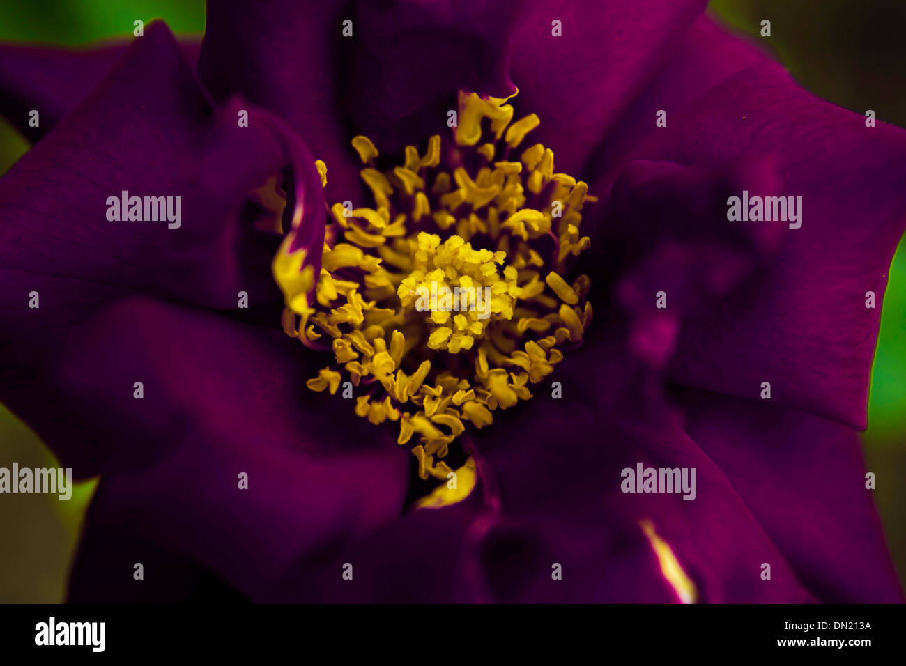 Violet rose fleur plante jardin micro macro Banque D'Images