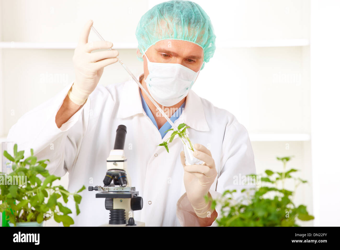 Geo transgéniques OGM végétaux génie génétique Banque D'Images