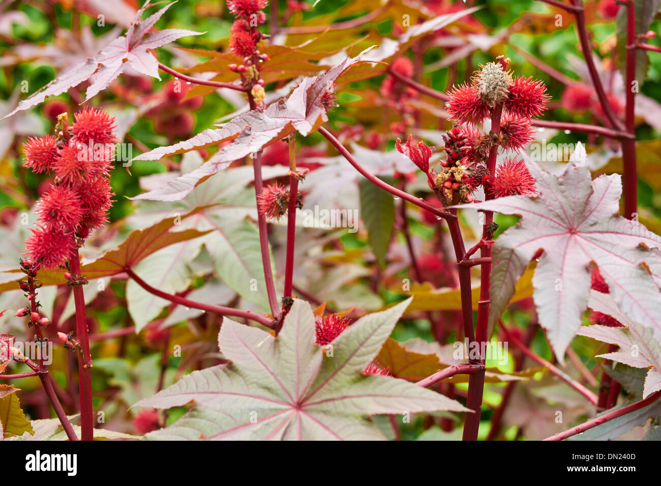 Ricinus communis, Poison au jardin Jardin d'Alnwick, Northumberland, England, UK. Banque D'Images