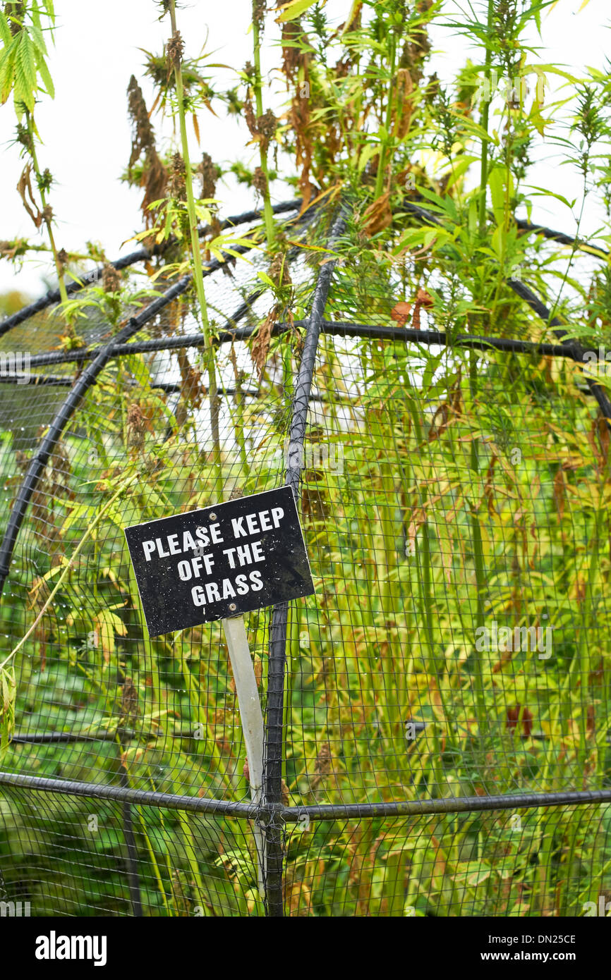 Le cannabis à l'empoisonner au jardin Jardin d'Alnwick, Northumberland, England, UK. Banque D'Images