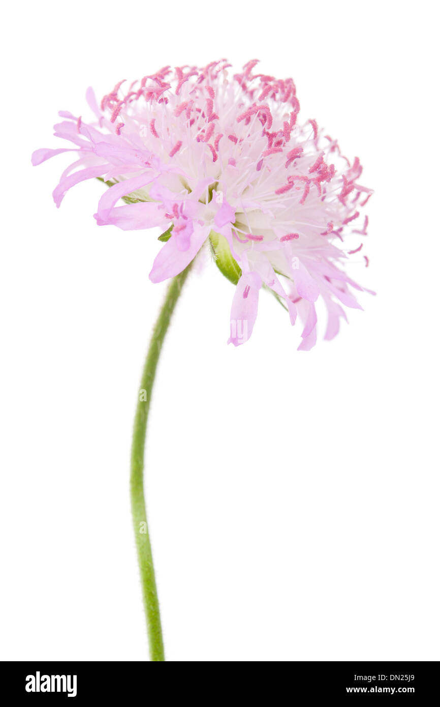 Field Scabious Flower isolé sur fond blanc avec une faible profondeur de champ Banque D'Images