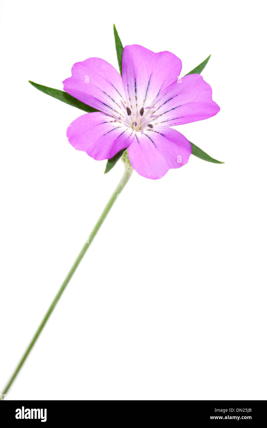 Fleur Rose Corncockle isolé sur fond blanc. Banque D'Images