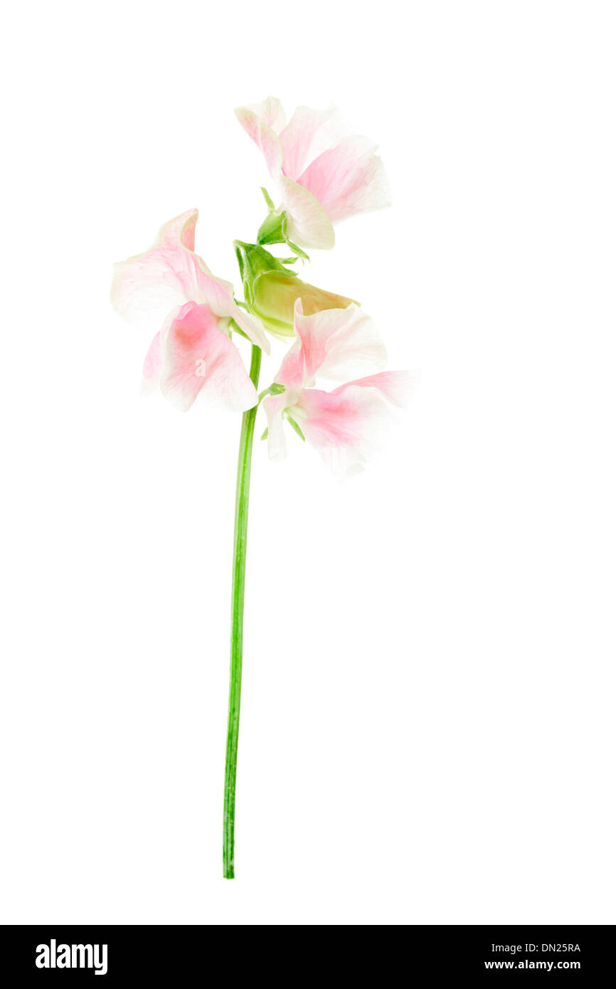 Fleurs de pois sucré rose pâle isolé sur fond blanc avec une faible profondeur de champ. Banque D'Images