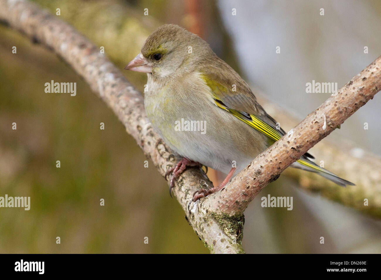 Le verdier d'Europe (Carduelis chloris) Banque D'Images