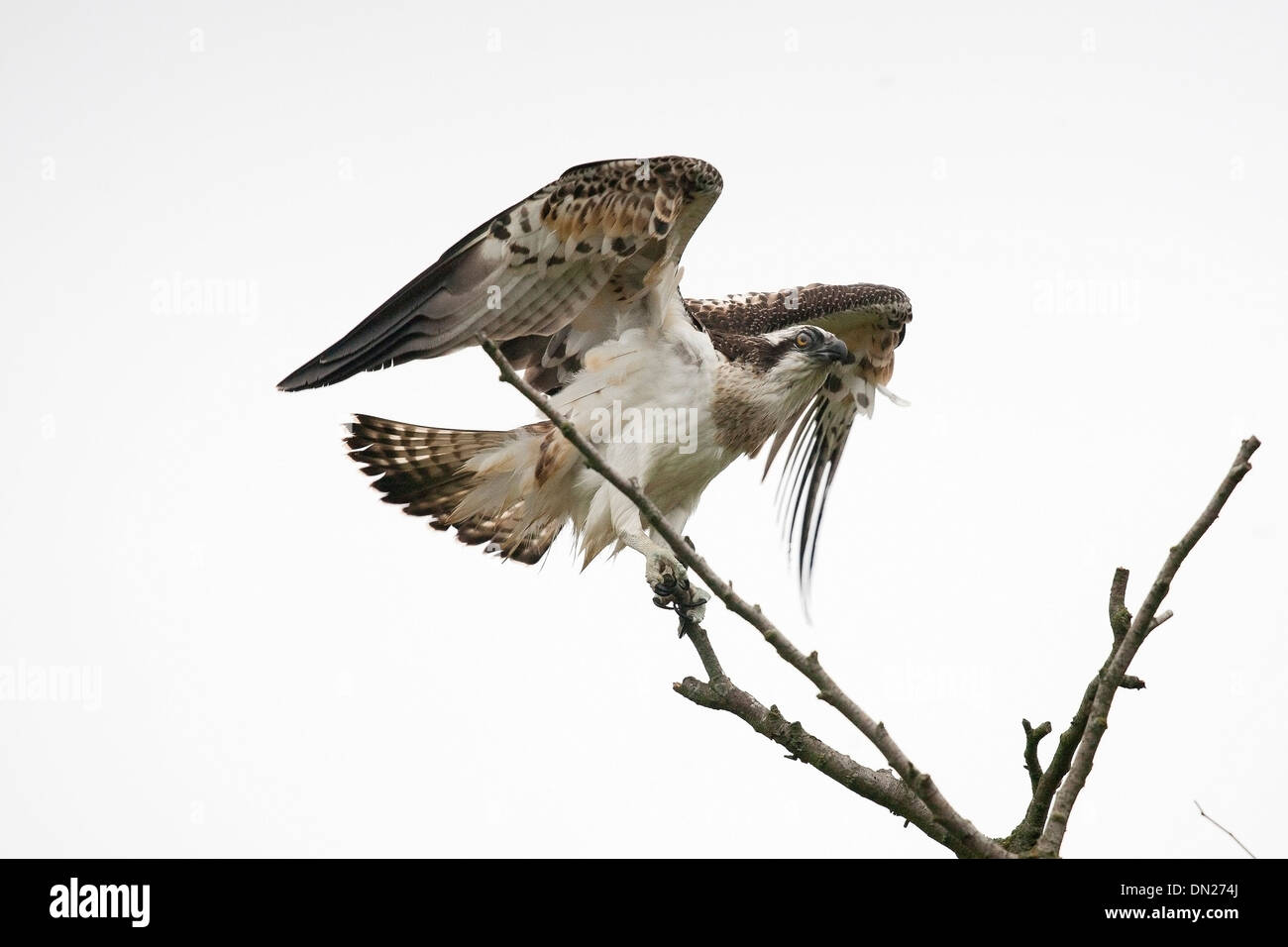 Le Balbuzard pêcheur (Pandion haliaetus), Banque D'Images