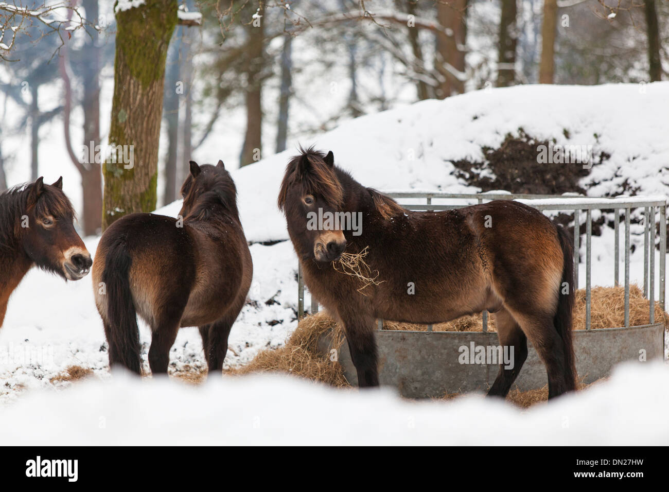 Poneys Exmoor manger par un chargeur de foin durant une chute de neige sur Hindhead commun. Banque D'Images