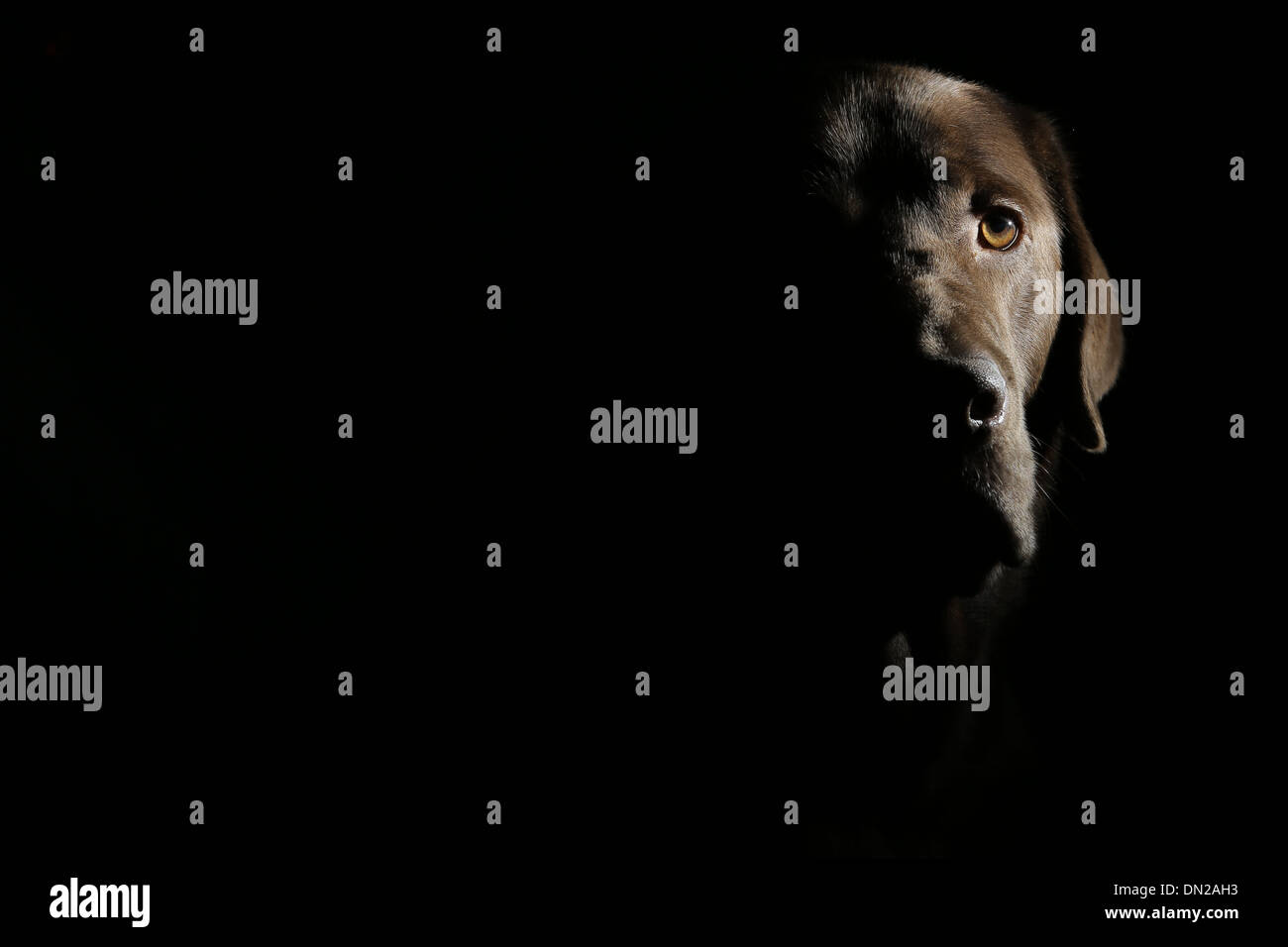 Chien labrador chocolat lab moody canine brown Banque D'Images