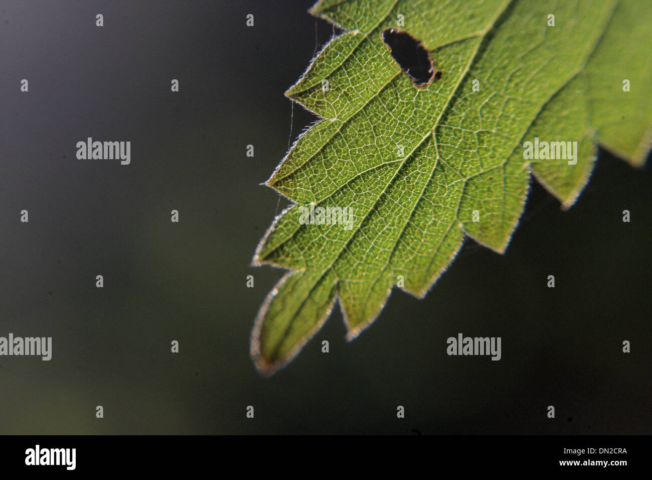 Green leaf insect bite Banque de photographies et d’images à haute ...
