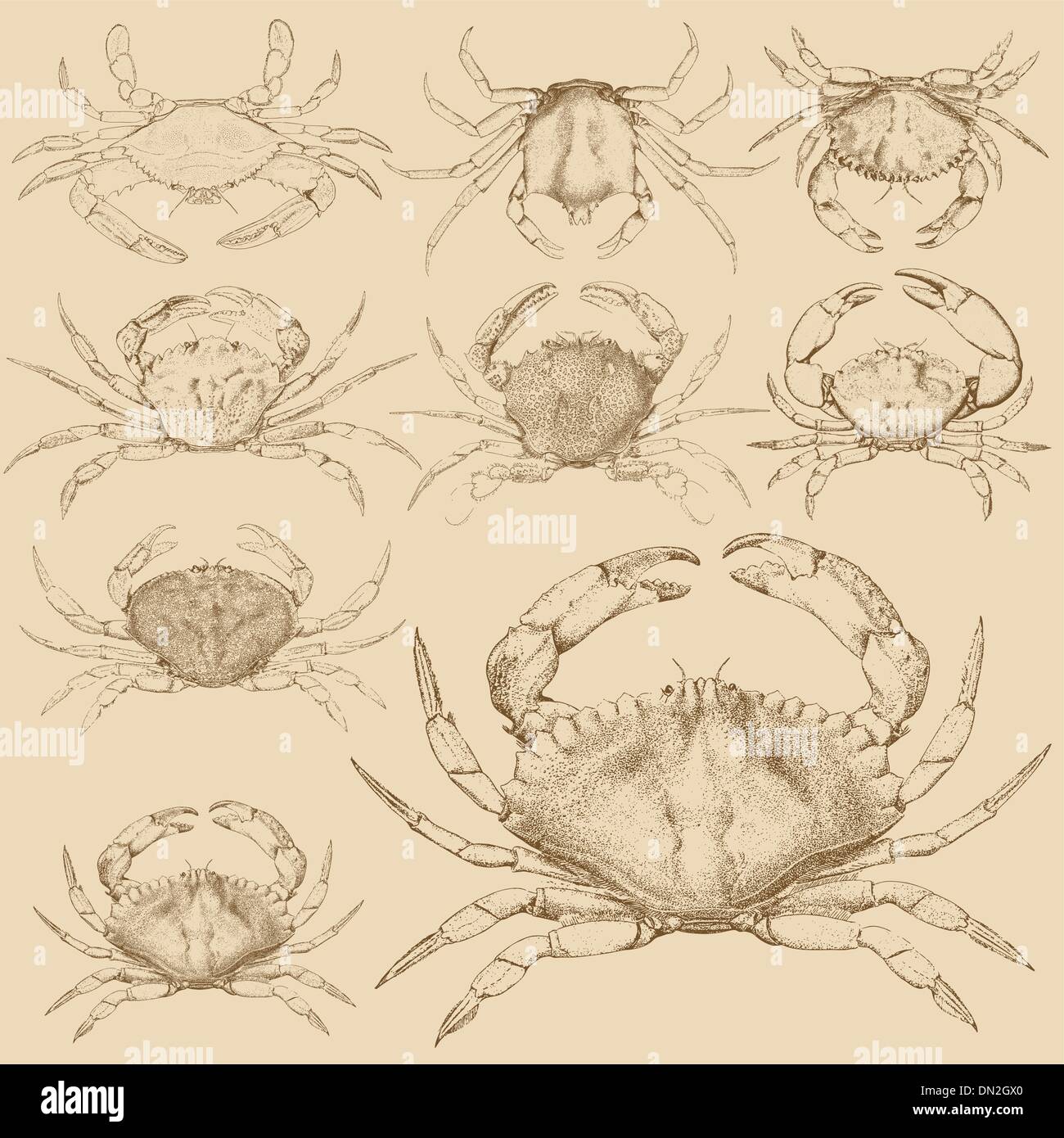 Ensemble de 9 crabes gravé vintage Illustration de Vecteur