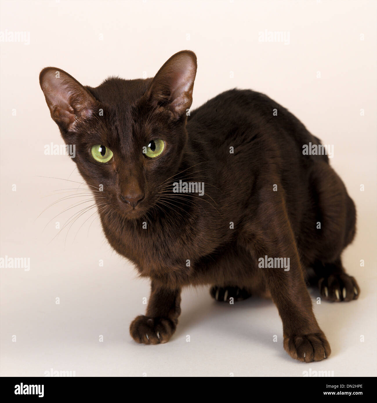 Chat Noir Oriental Banque D'Images