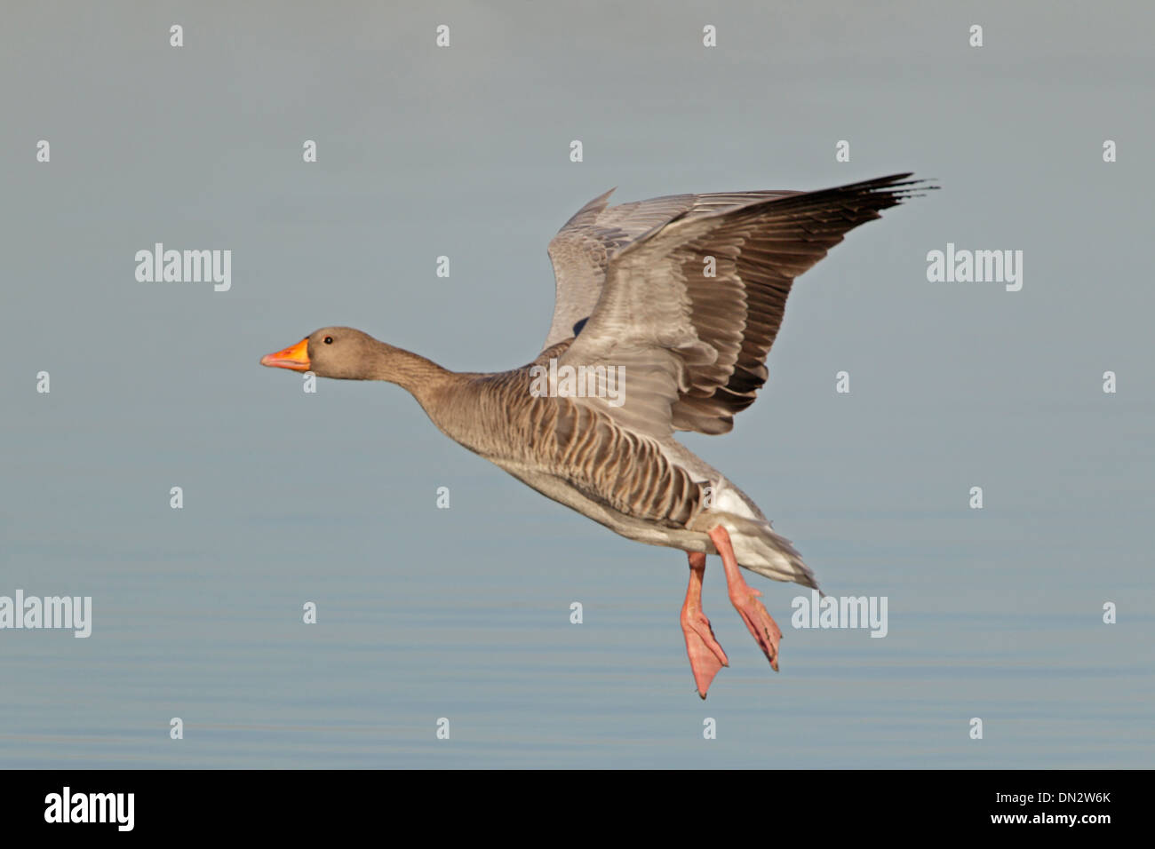 Oie cendrée entrée en terre Banque D'Images