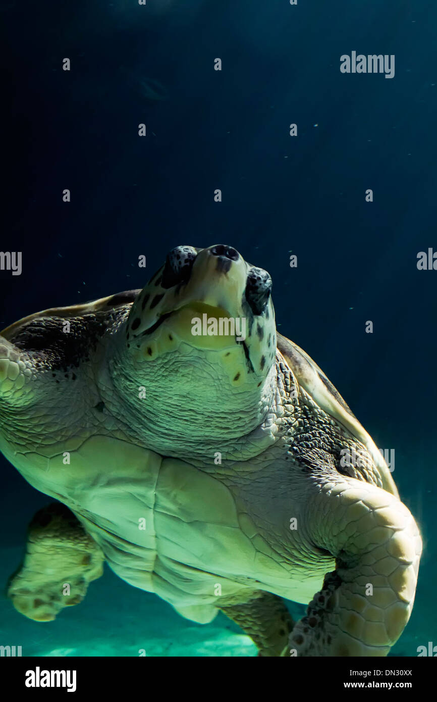 Belle tortue de mer piscine Banque D'Images