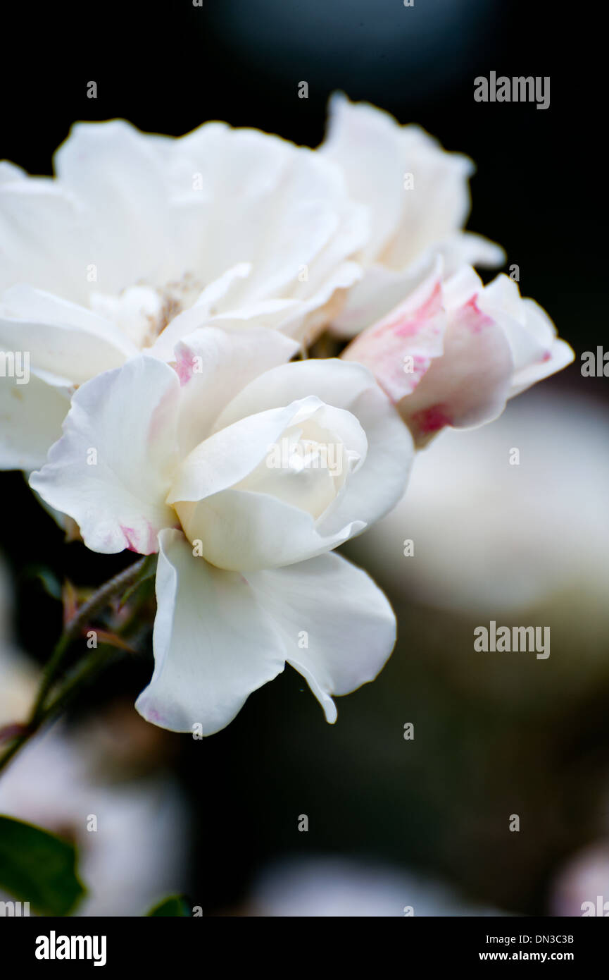 Belles roses blanches dans le jardin Banque D'Images