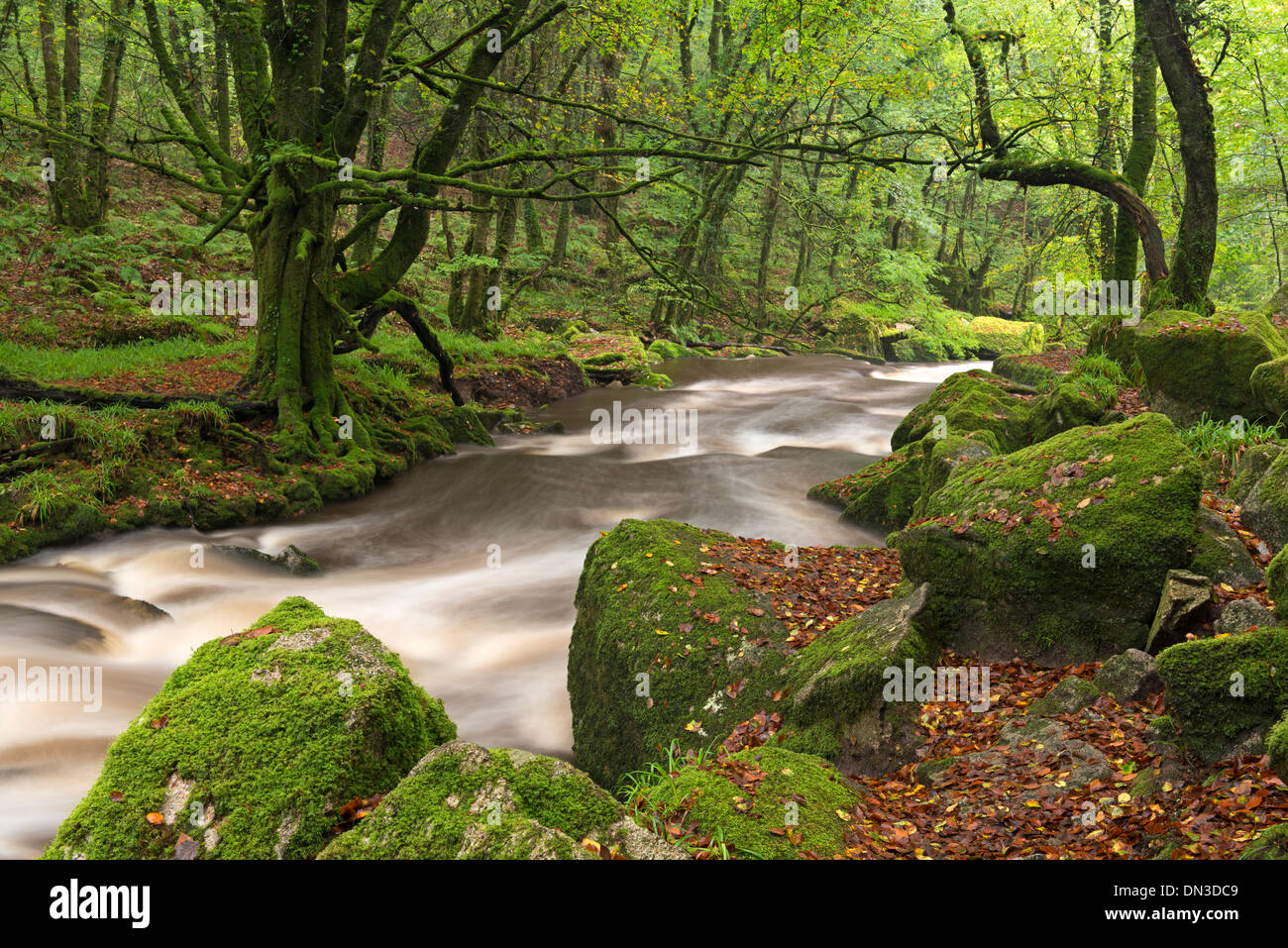 La rivière Fowey qui s Draynes à bois Golitha Falls, réserve naturelle nationale, Cornwall, Angleterre. L'automne (octobre) 2013. Banque D'Images