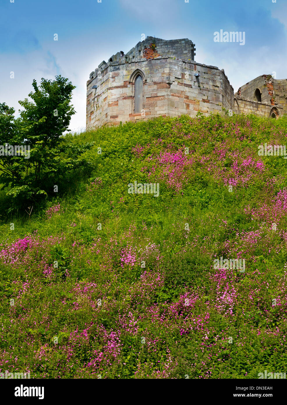 Les ruines de château de Stafford Staffordshire England UK un donjon de pierre néo-gothique construite sur les fondations médiévales d'origine Banque D'Images