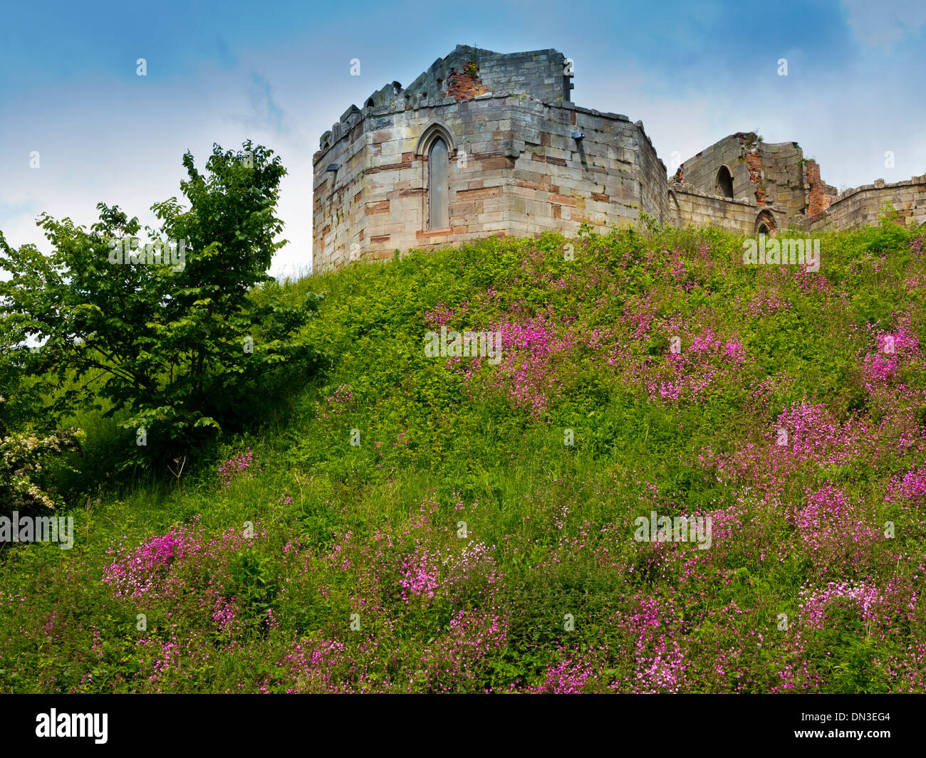 Les ruines de château de Stafford Staffordshire England UK un donjon de pierre néo-gothique construite sur les fondations médiévales d'origine Banque D'Images