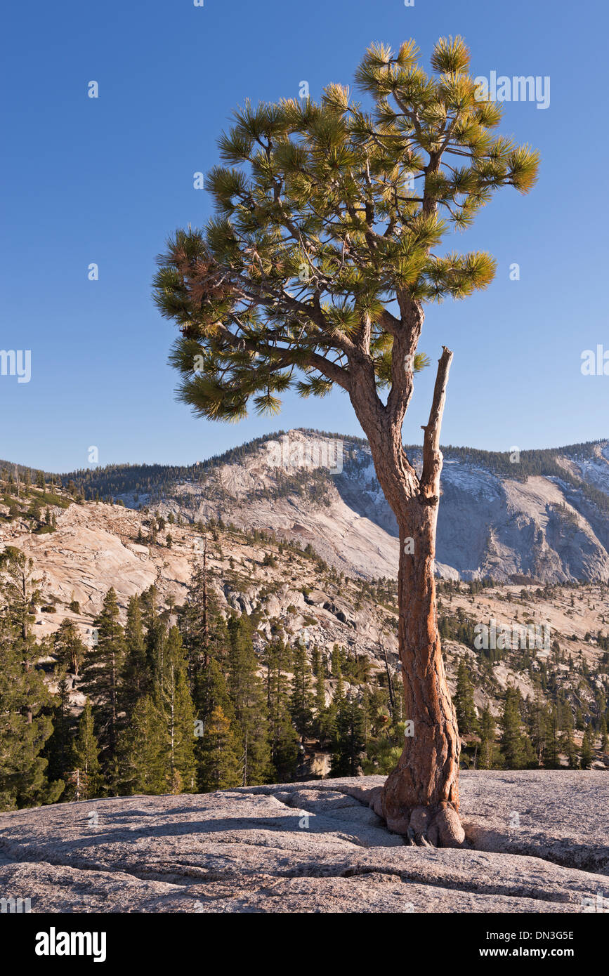 Jeffery Pine dans Olmstead Point, Yosemite National Park, California, USA. L'automne (octobre) 2013. Banque D'Images