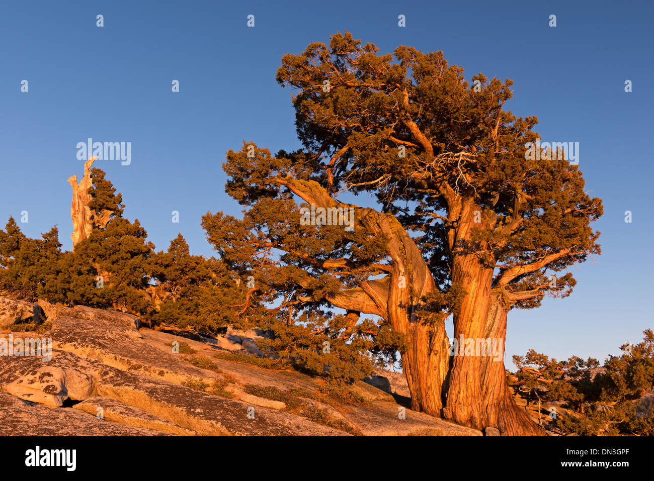 La production d'arbres de pin antique sur les montagnes au-dessus du point d'Olmstead, Yosemite, California, USA. L'automne (octobre) 2013. Banque D'Images