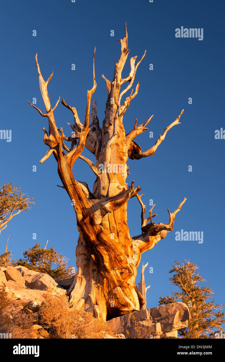 Bristlecone Pine Tree dans l'ancienne forêt de pins de Bristlecone, Californie, USA. L'automne (octobre) 2013. Banque D'Images