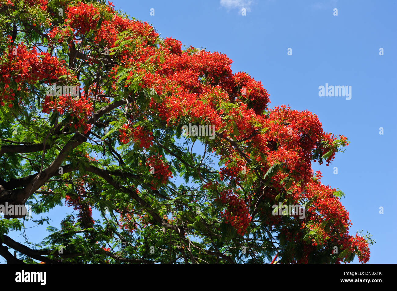La couleur vibrante de l'arbre flamboyant en fleurs en été, l'île Maurice. Banque D'Images