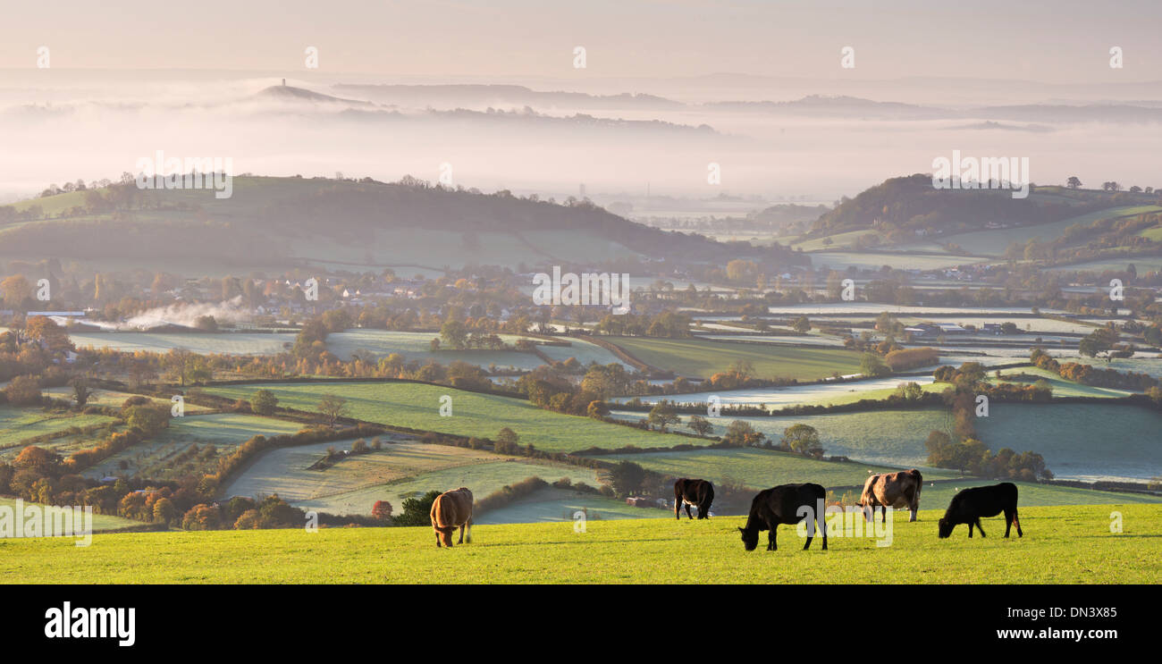 Le bétail brouter sur les collines de Mendip, avec une vue spectaculaire au-delà à Glastonbury, Somerset, Angleterre. L'automne (novembre) 2013. Banque D'Images