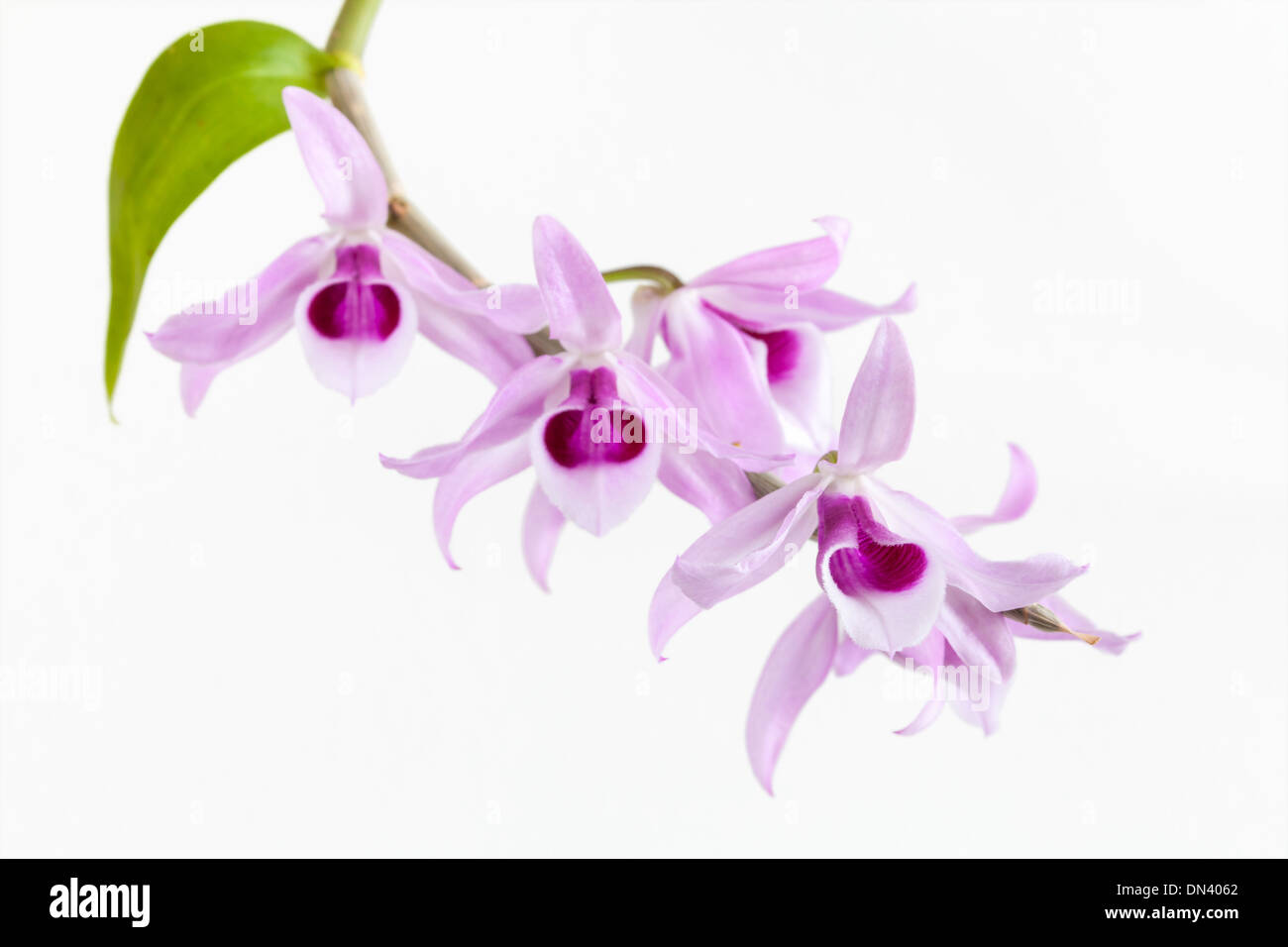 Fleurs d'orchidée en fond blanc Banque D'Images