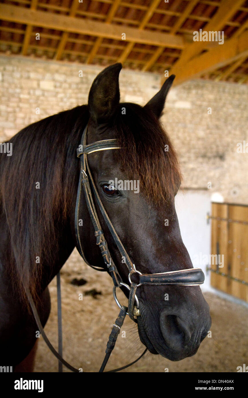 Cheval sur une ferme près d'Angoulême, dans le sud-ouest de la France. Banque D'Images