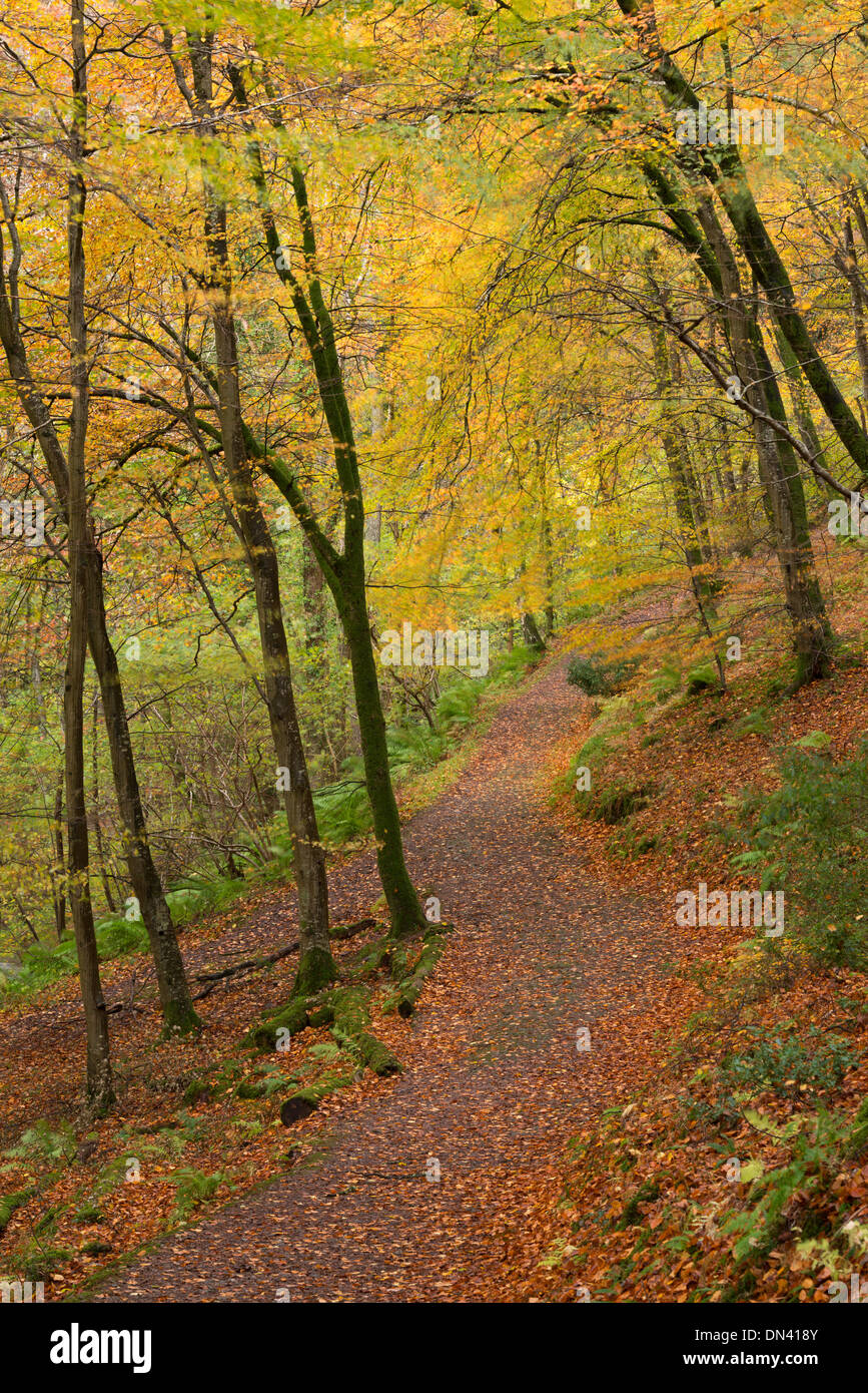 Chemin des bois à travers les arbres à feuilles caduques, Watersmeet, Exmoor, Devon, Angleterre. L'automne (novembre) 2013. Banque D'Images