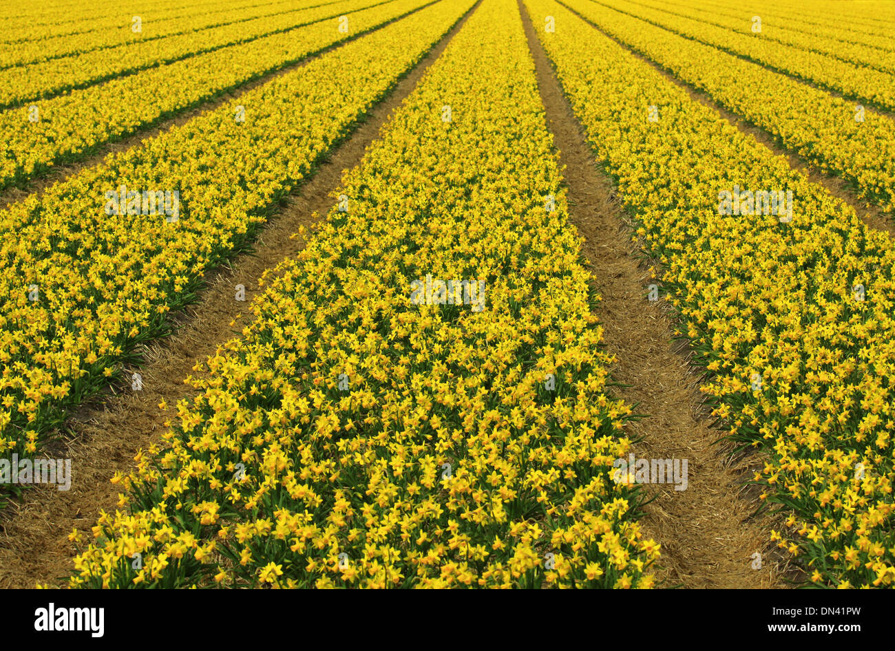 Printemps : un grand angle de visualisation des champs de tulipes de jonquilles, Noordwijkerhout, Hollande méridionale, Pays-Bas Banque D'Images