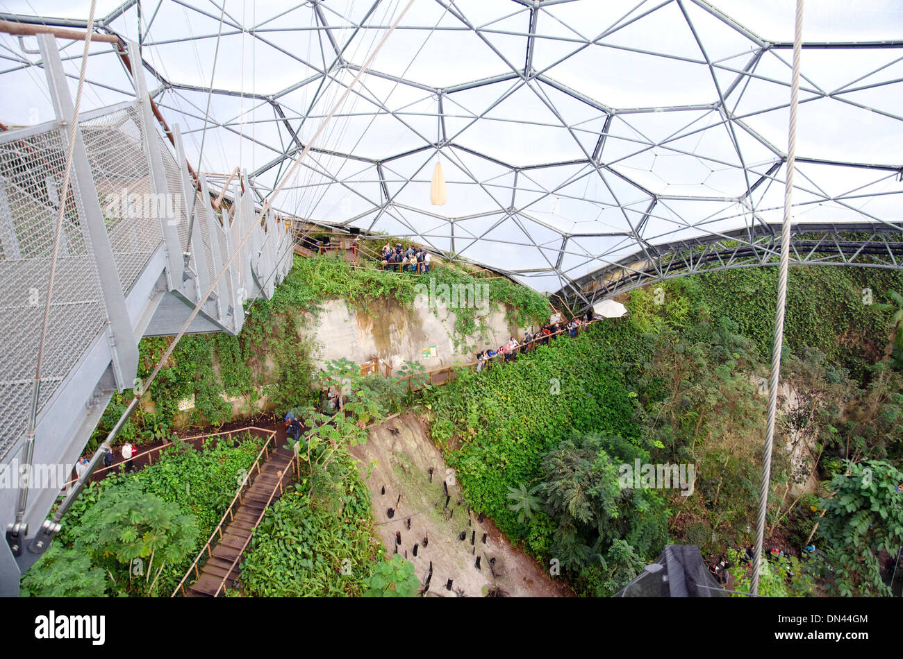 Une vue de la plate-forme de visualisation de haut niveau à l'intérieur du biome tropical à l'Eden Project dans la région de Cornwall, UK Banque D'Images
