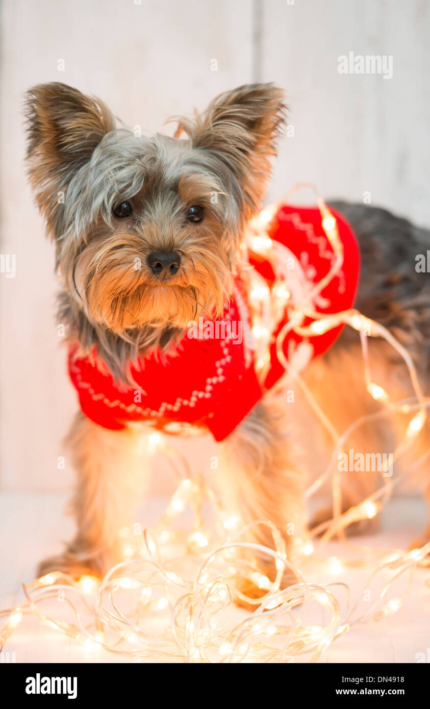Un chien jouant avec des lumières de Noël. Banque D'Images