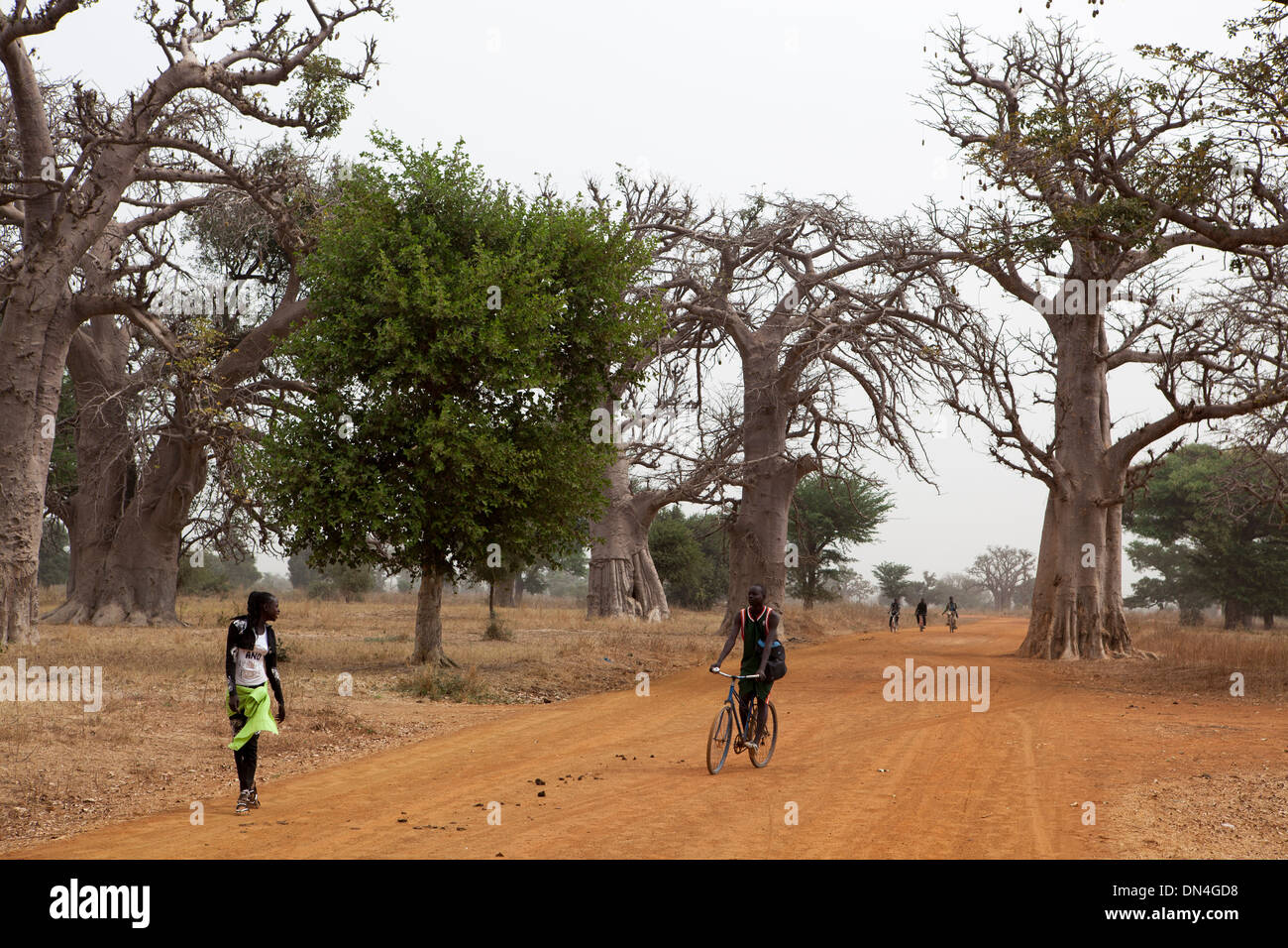 Les baobabs au Sénégal, Afrique de l'Ouest. Banque D'Images