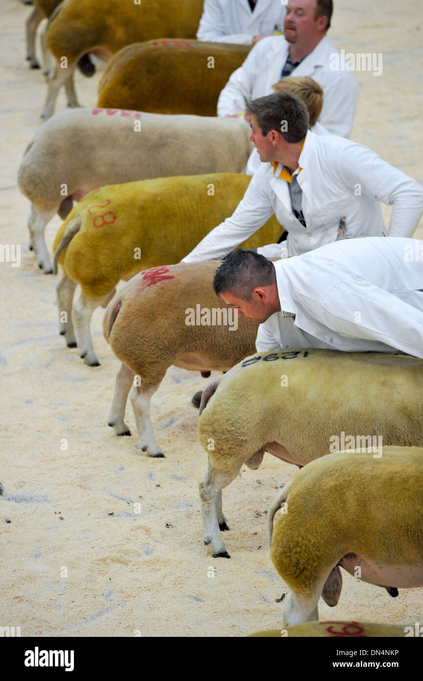 Montrant Loegel Jet mouton à un pedigree Show and Sale, au Royaume-Uni. Banque D'Images