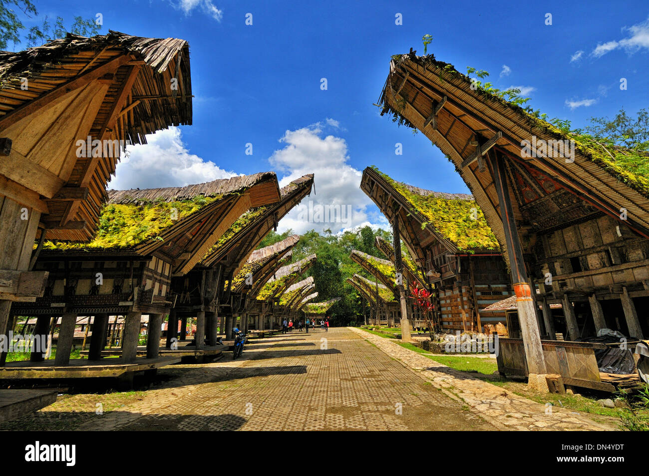 Rangées de maisons Tongkonan, Londa, Sulawesi du Sud Banque D'Images
