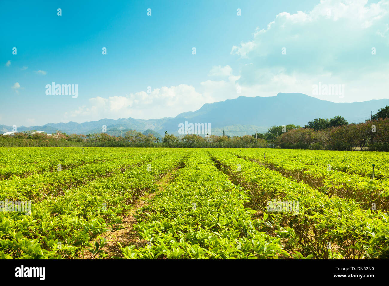 Jardin de thé vert d'Asie à Taïwan. Banque D'Images