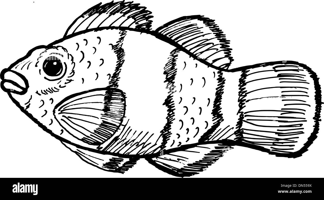poisson clown Illustration de Vecteur