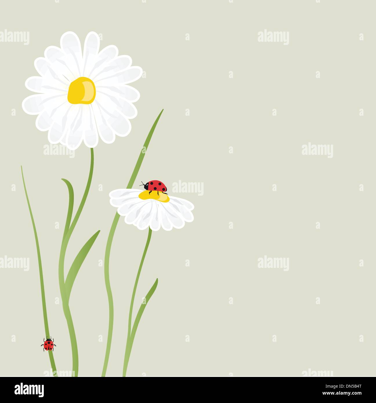 Belle fleur daisy sur l'arrière-plan Illustration de Vecteur