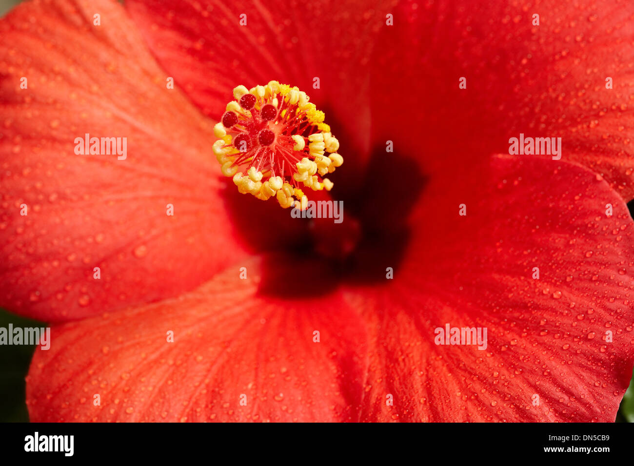 Macro image écarlate fleur d'hibiscus Banque D'Images