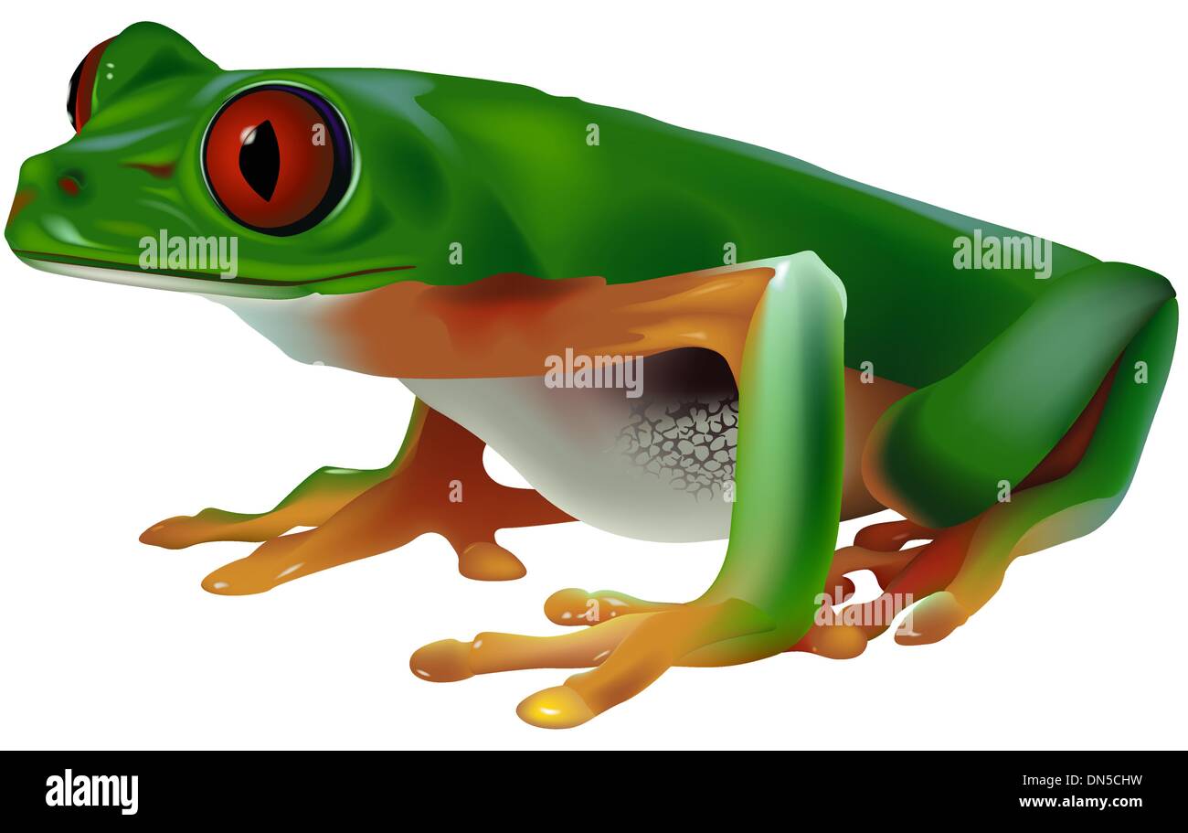 Grenouille arboricole Illustration de Vecteur