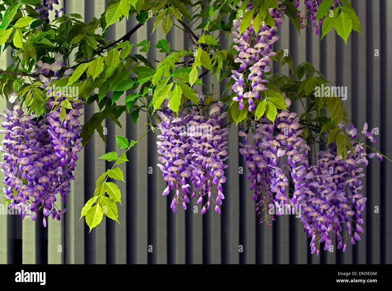 Pourpre-violet et blanc, glycine de fleurs part vers le bas de l'arbre contre une clôture en bois lamelle de couleur crème. Banque D'Images