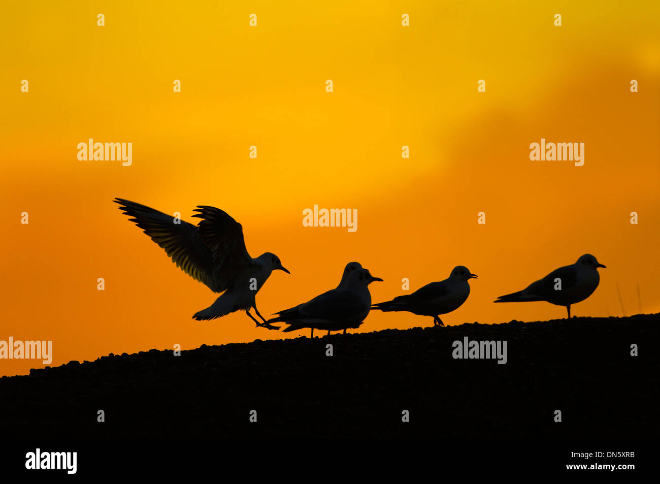 Groupe de Mouettes rieuses Larus ridibundus Black silhouetté en hiver coucher du soleil Banque D'Images