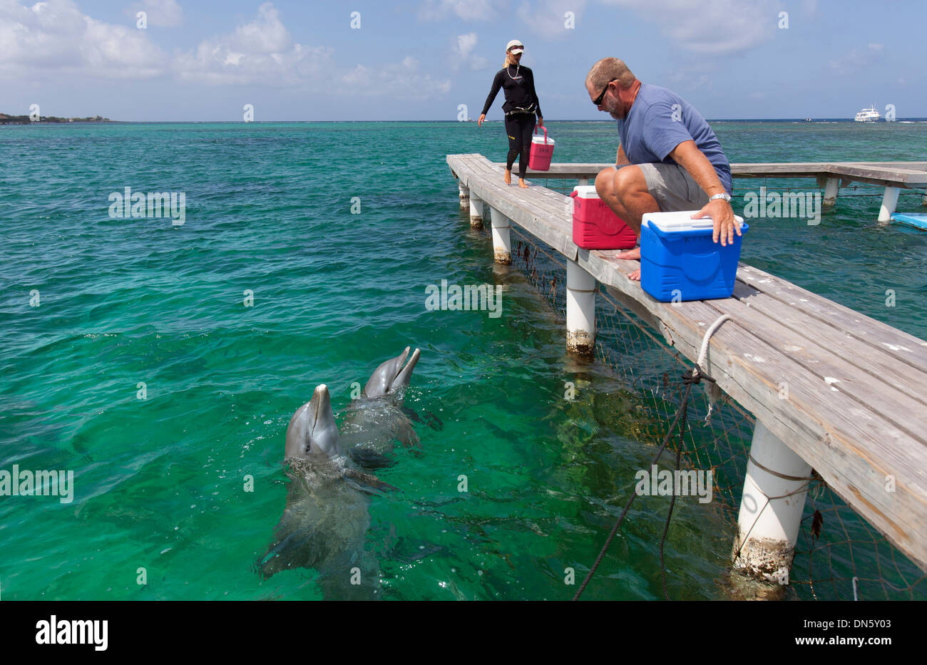 Grand dauphin Tursiops truncatus Marine Institute Îles de la Baie Honduras dans les Caraïbes Banque D'Images